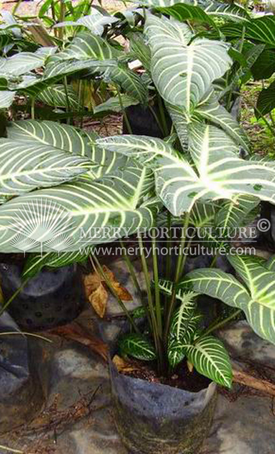 Caladium lindenii